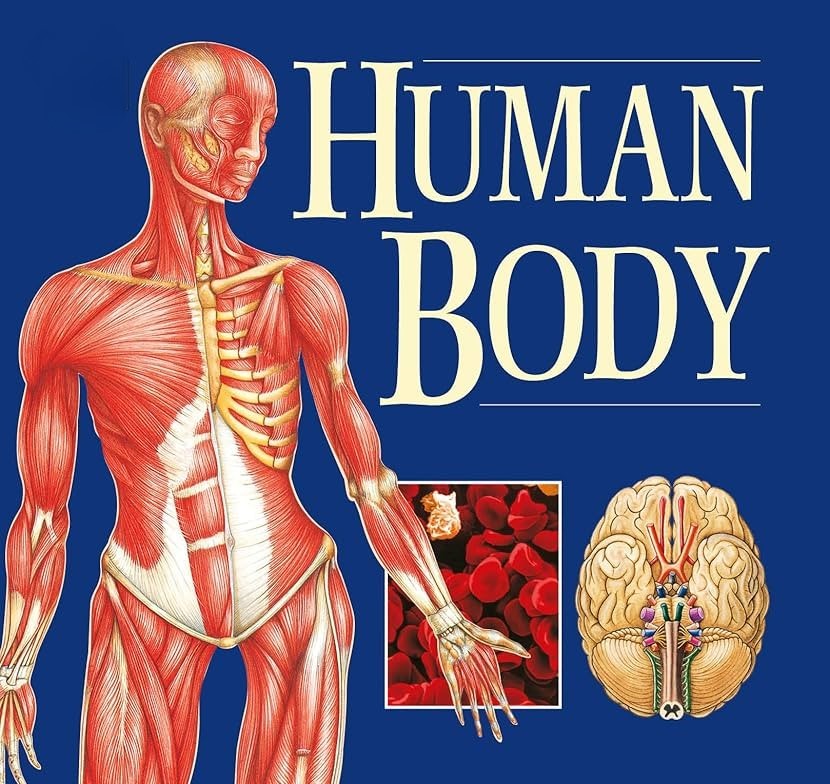 Human Body MCQ Thumbnail